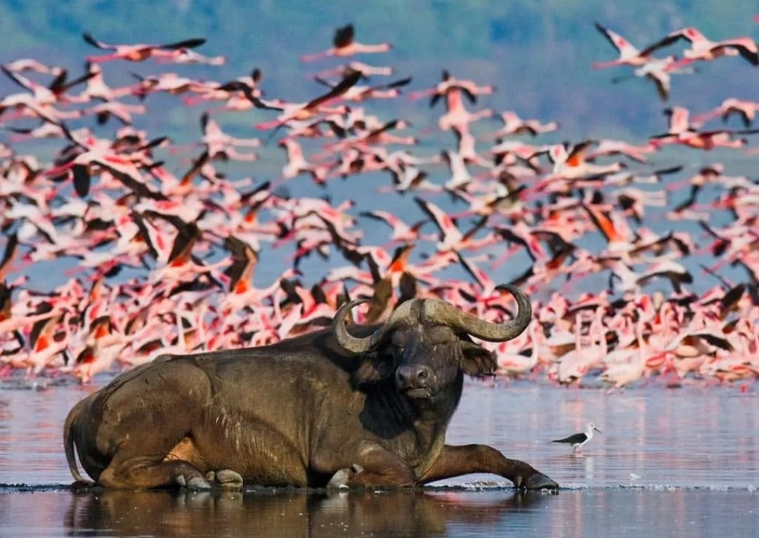 Nakuru National park