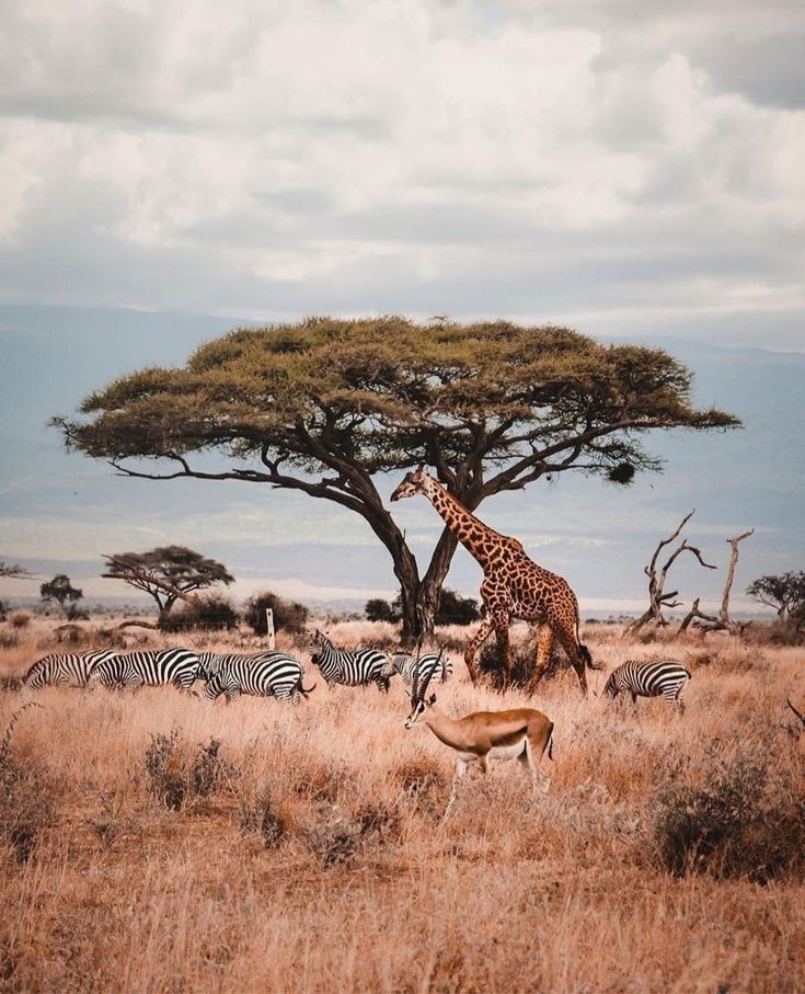 Nairobi national park