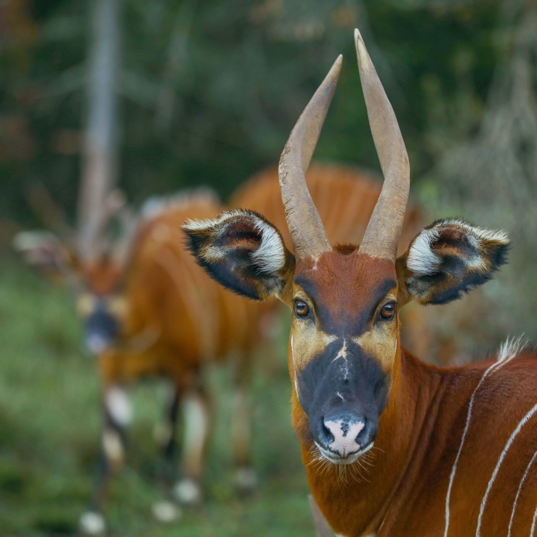 DAYS LAKE MASAI MARA WILDEBEEST MIGRATION PLUS L. NAKURU SAFARI