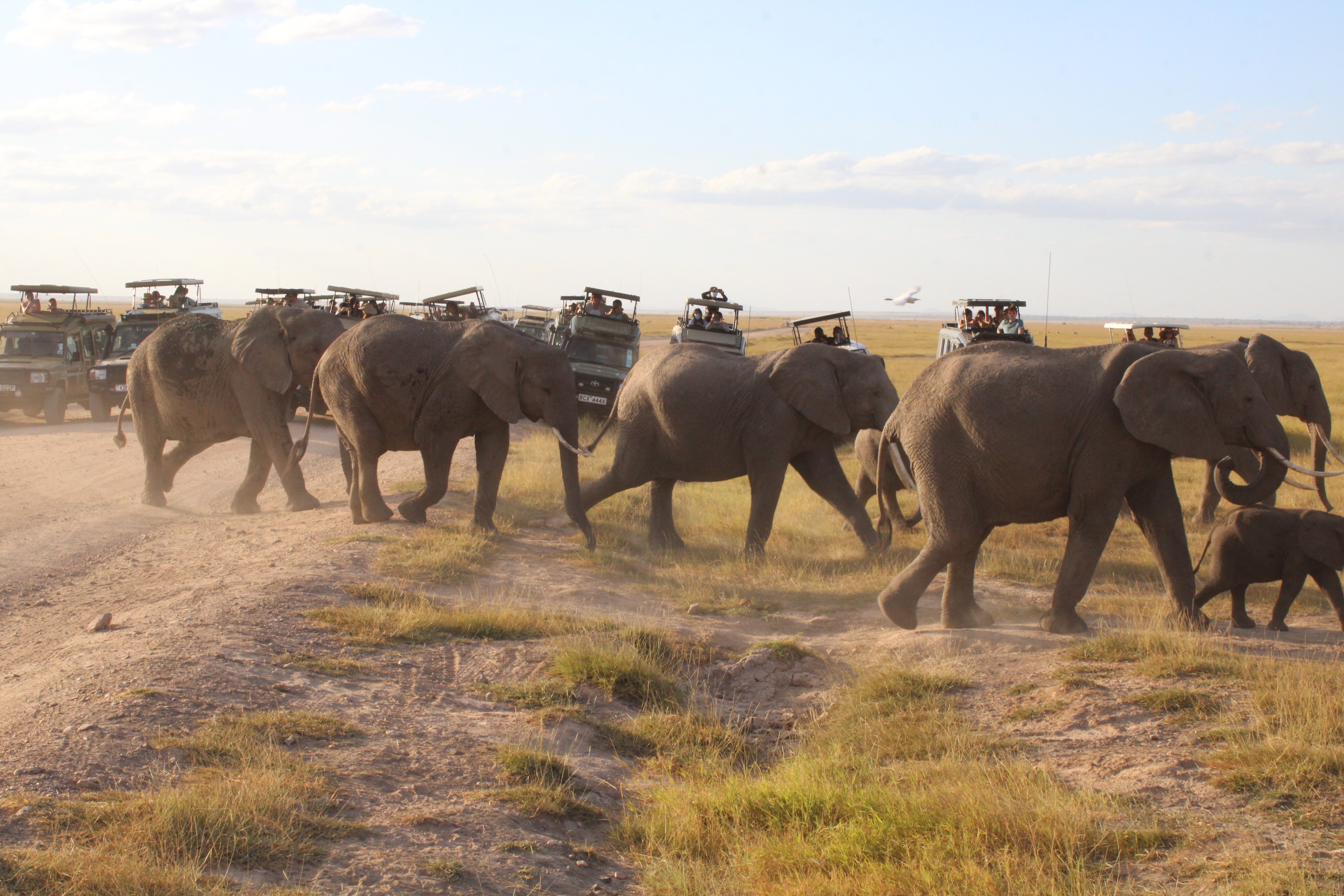 6 Days Tsavo East, Amboseli, Lake Naivasha, Masai Mara Nairobi From $1,100 PP (USD)