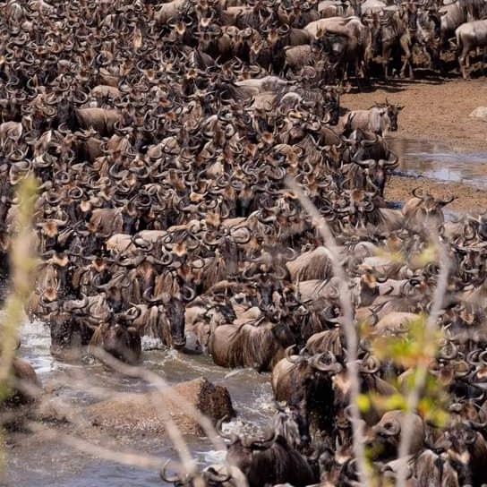 WILDLIFE MIGRATION TOURS