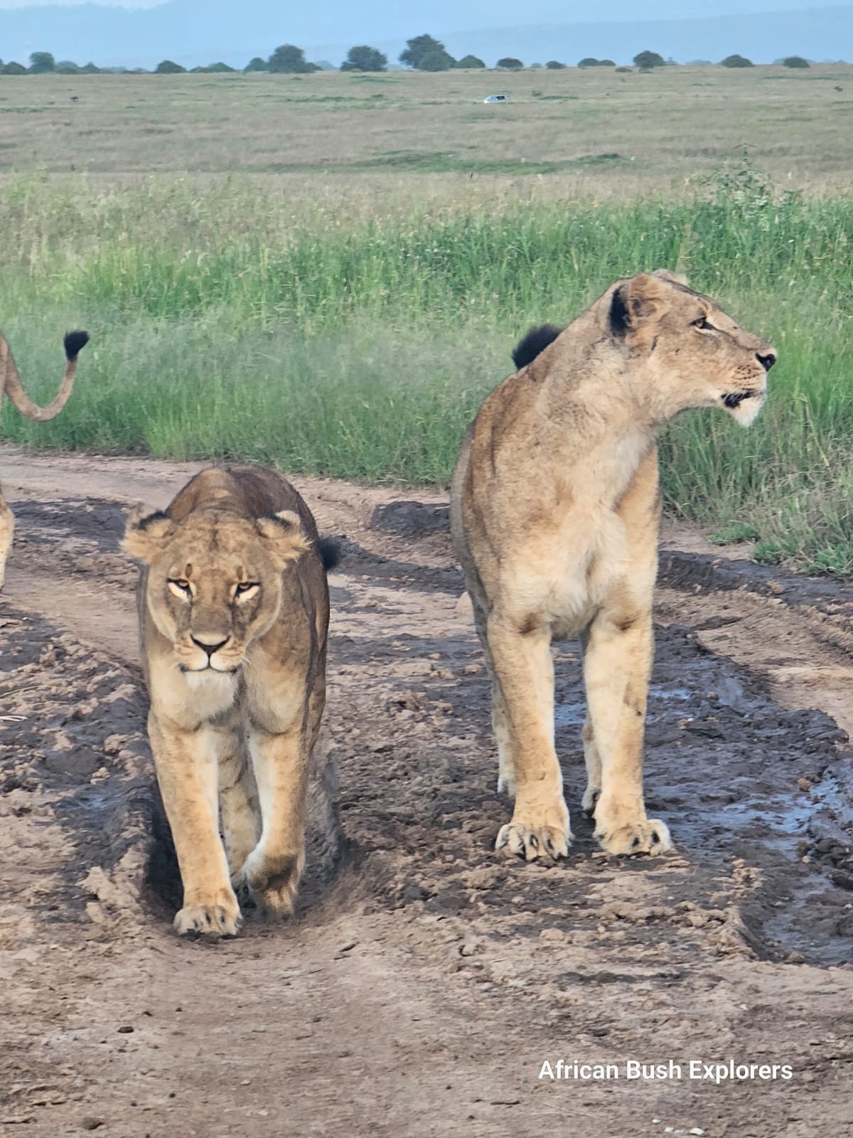 Kenya budget safaris