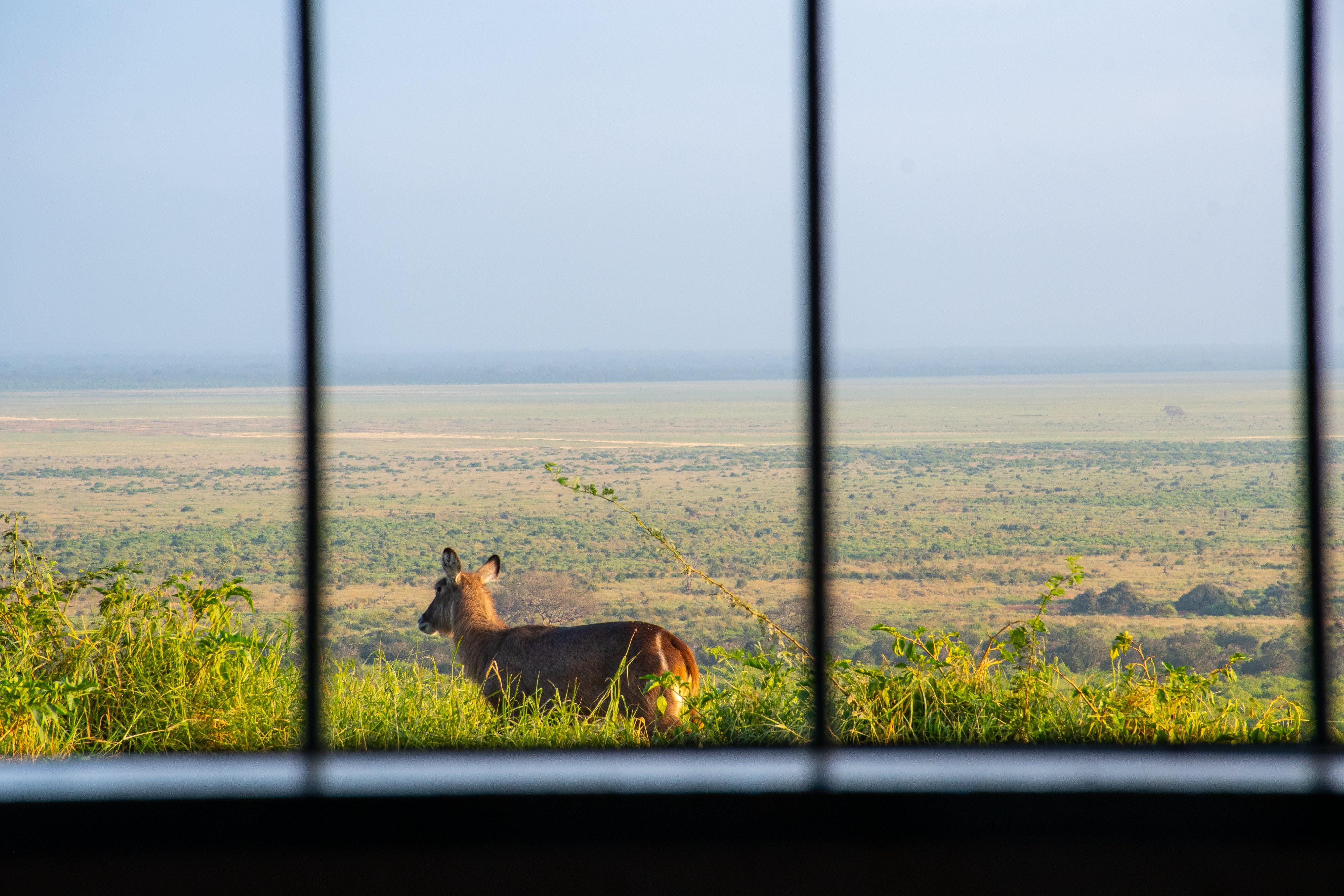 Kenya budget safaris