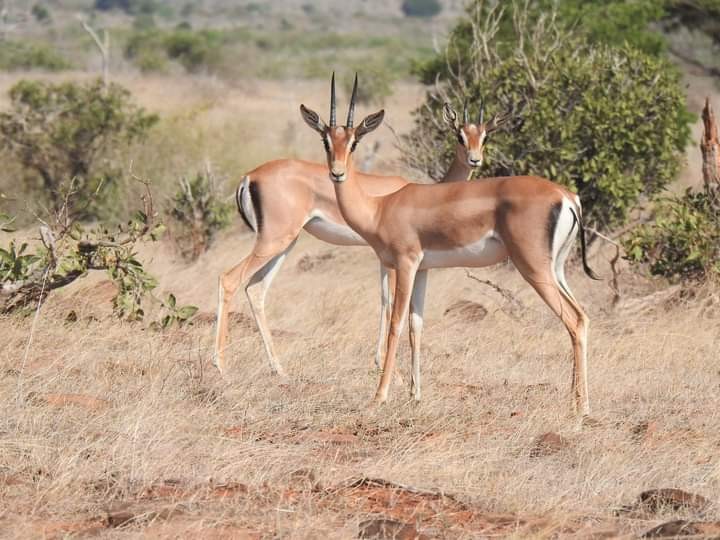 DAYS LAKE MASAI MARA WILDEBEEST MIGRATION PLUS L. NAKURU SAFARI